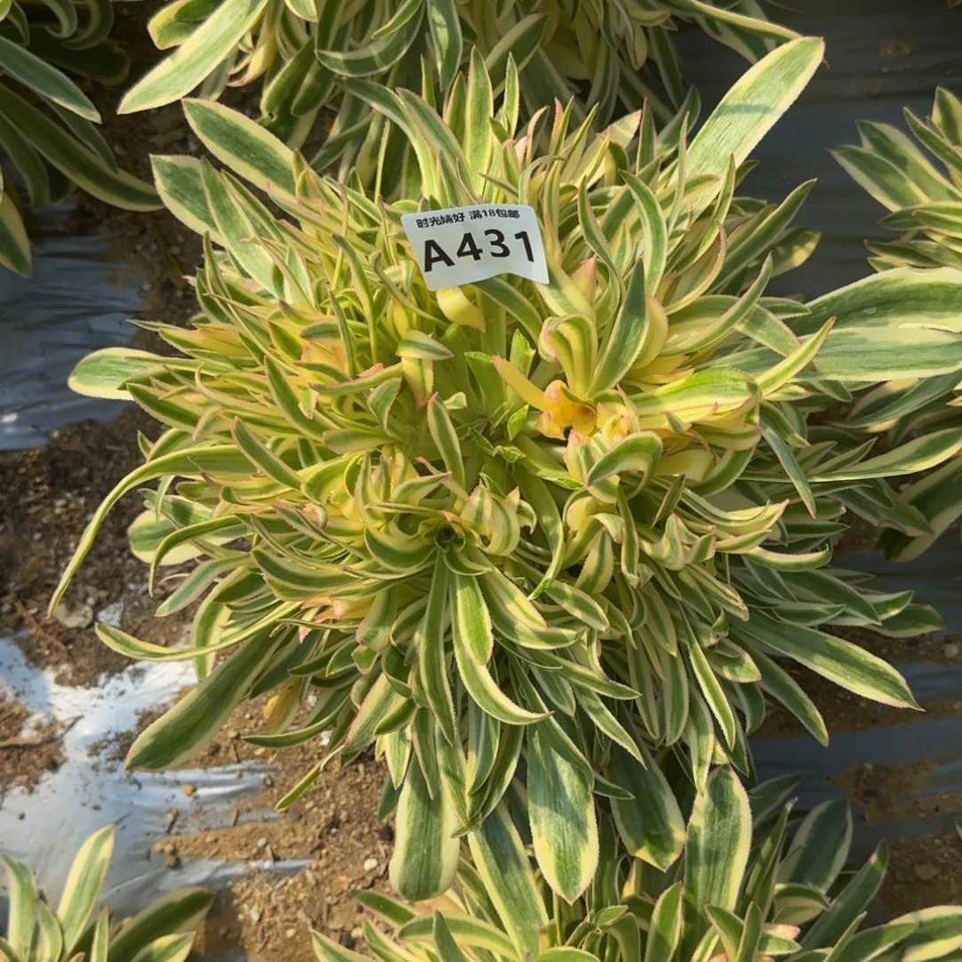 431夕颜多肉植物