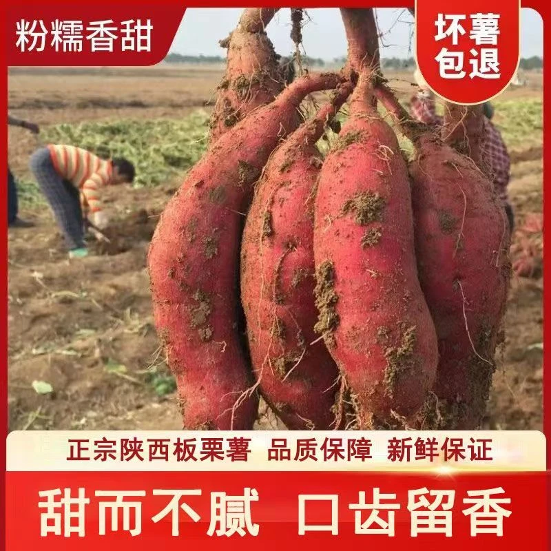 板栗红薯陕西10斤新鲜粉糯蜜薯超甜黄心番薯地瓜