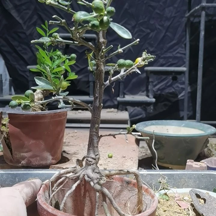 军***民完全开放金豆小橘子绿植