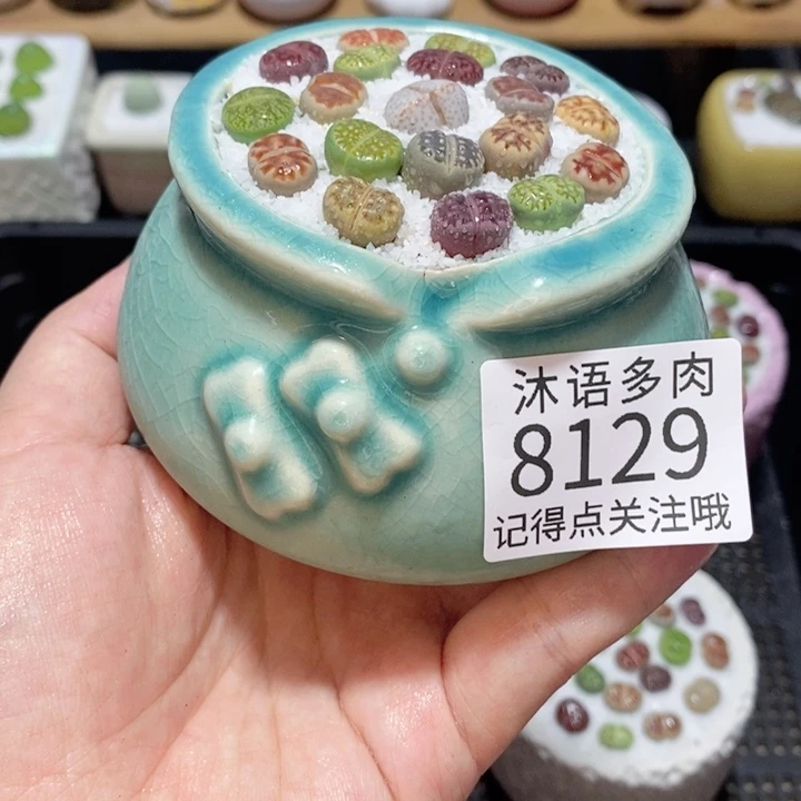 带盆土植物 精美盆栽8129