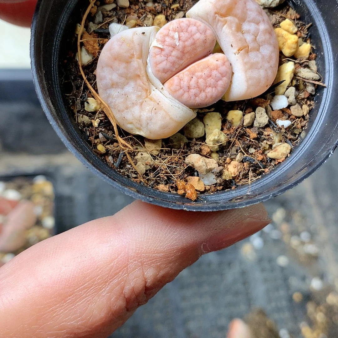 X263多肉植物保护研究所