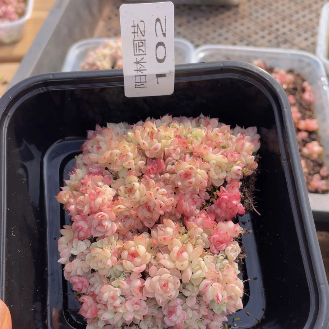 多肉植物多肉植物102