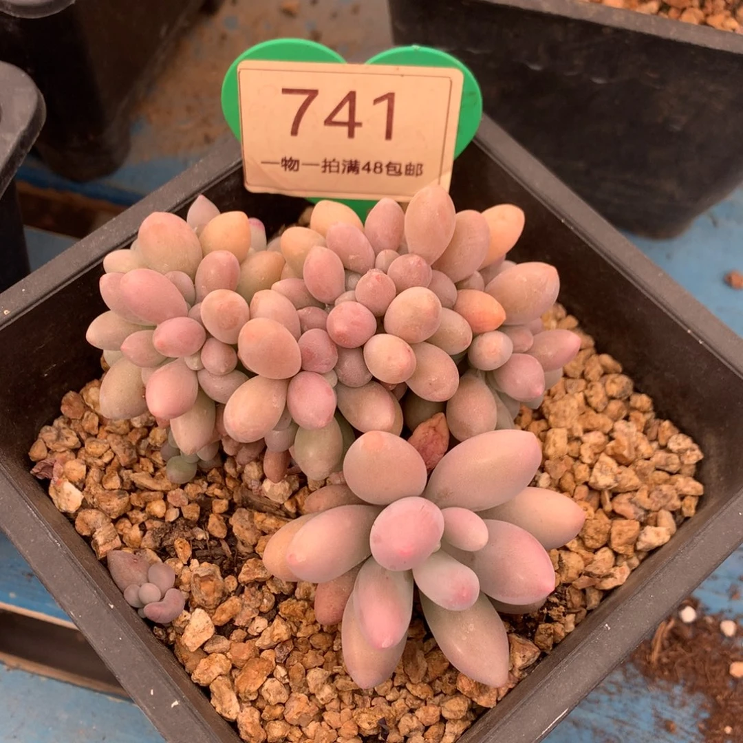 汤圆缀化开播福利741