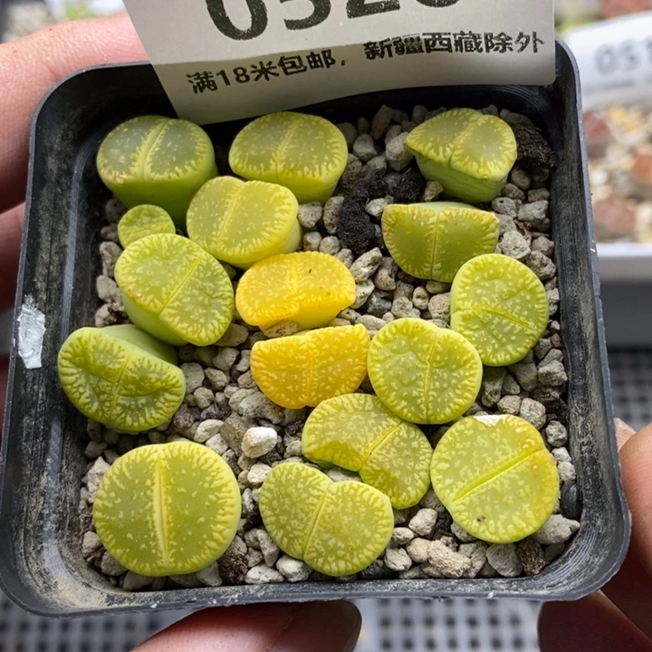 520。