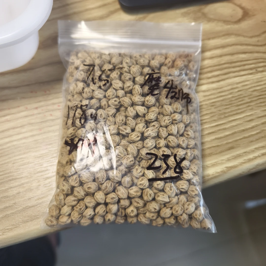 热振柏香籽散籽原料