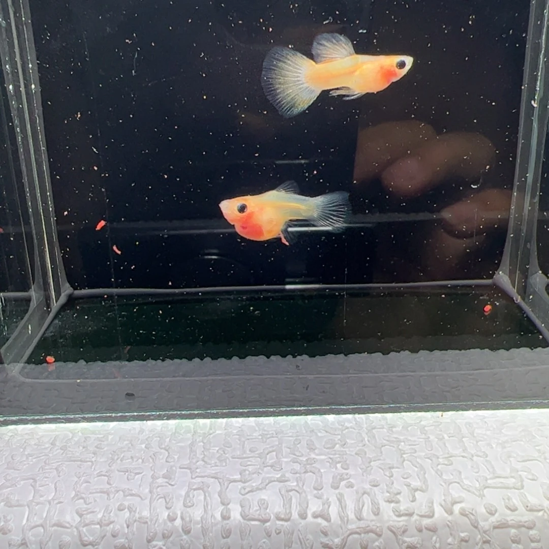 孔雀鱼幻彩琉璃球体