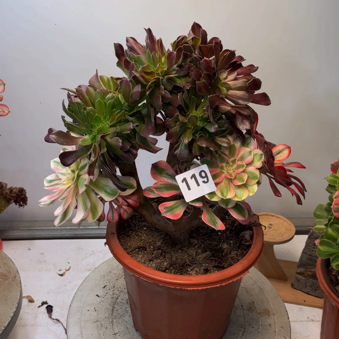 多肉植物嫁接119法师