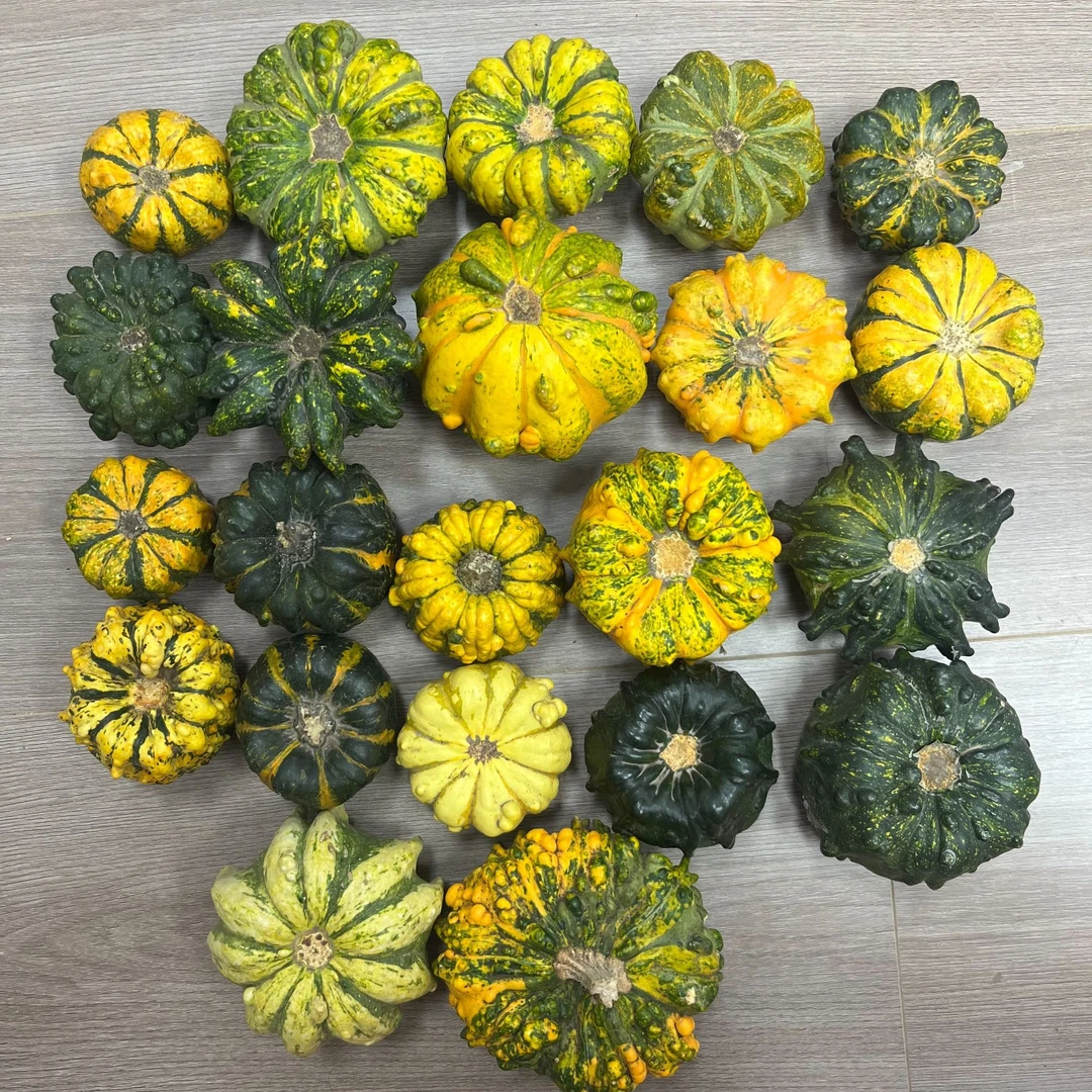 墨西哥葫芦瑕疵款专属链接（私拍随机发）