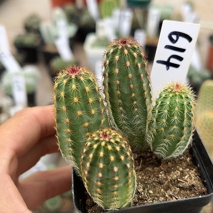 仙人球614号青花虾