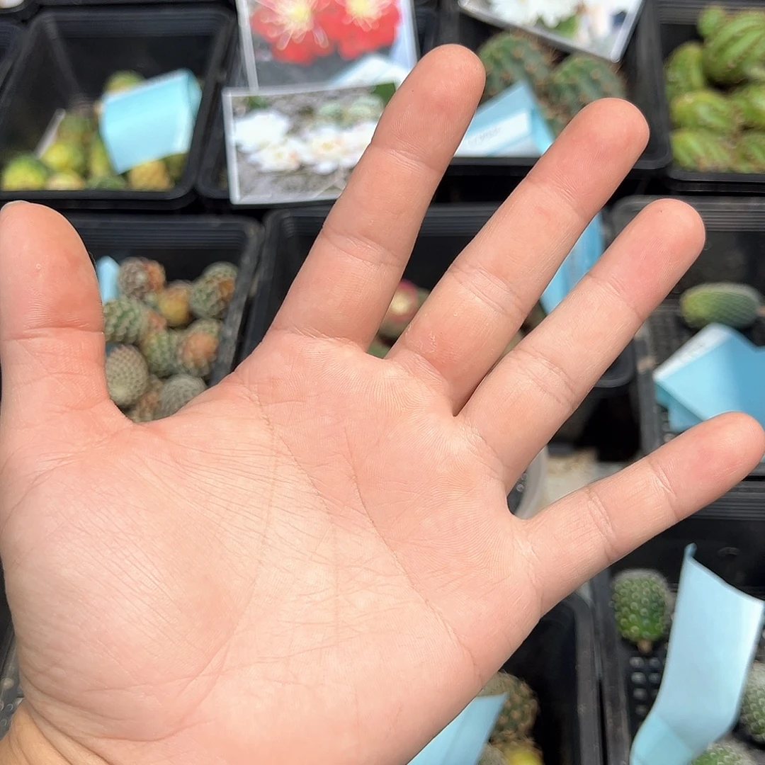五个属各一颗福利特价
