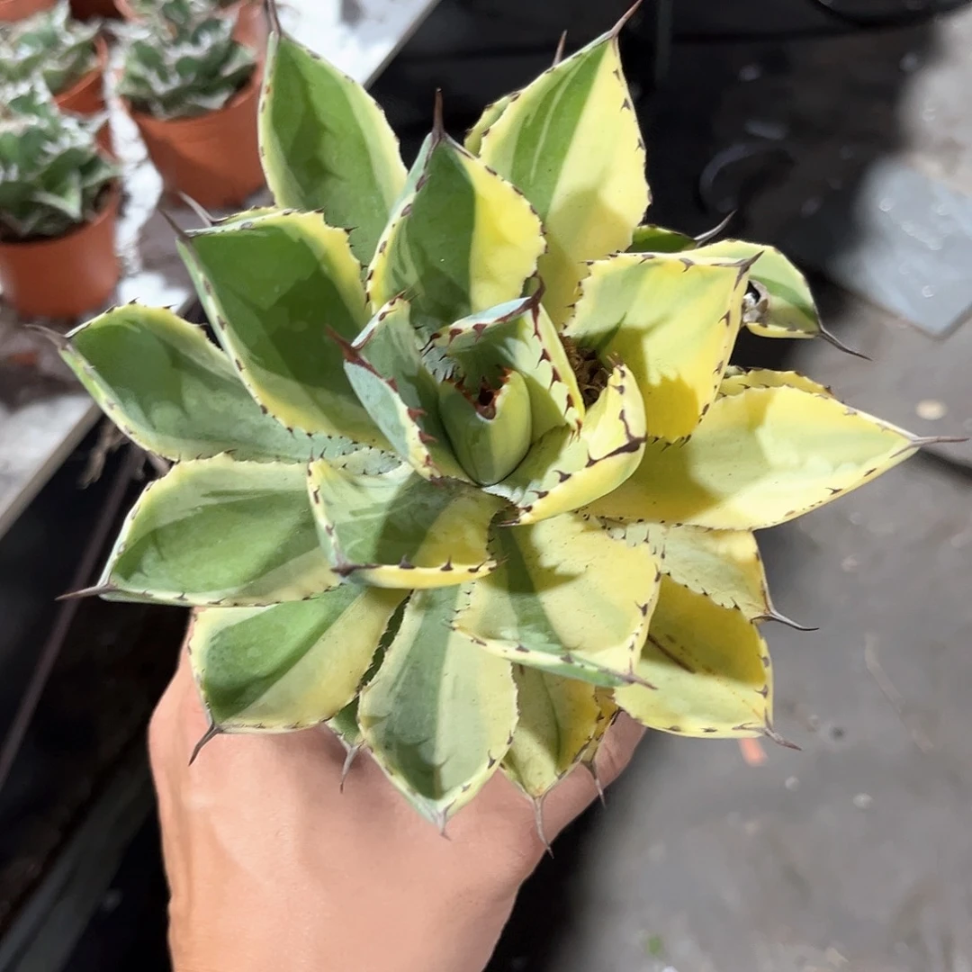 S****r吉祥冠阴阳锦