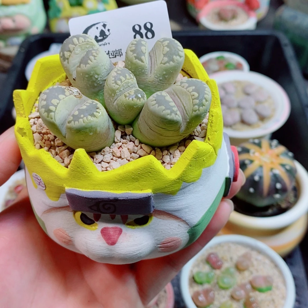 生石花花花花花花88