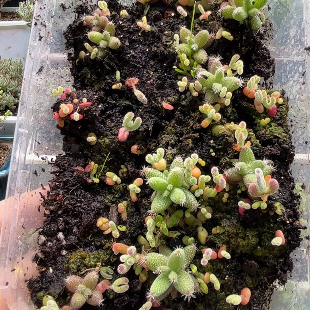 爱****混播切糕优选枝干番杏