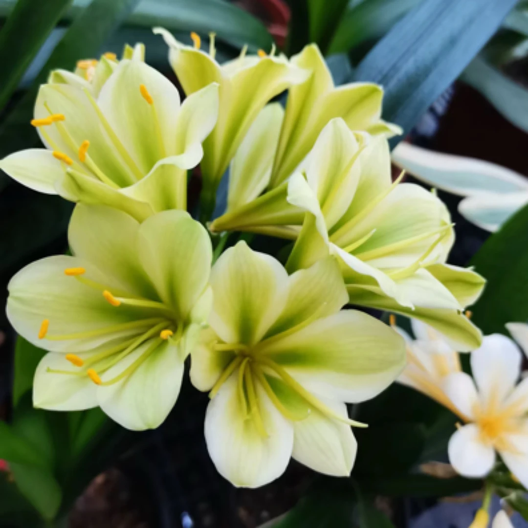 君子兰苗子绿植2~4片叶子