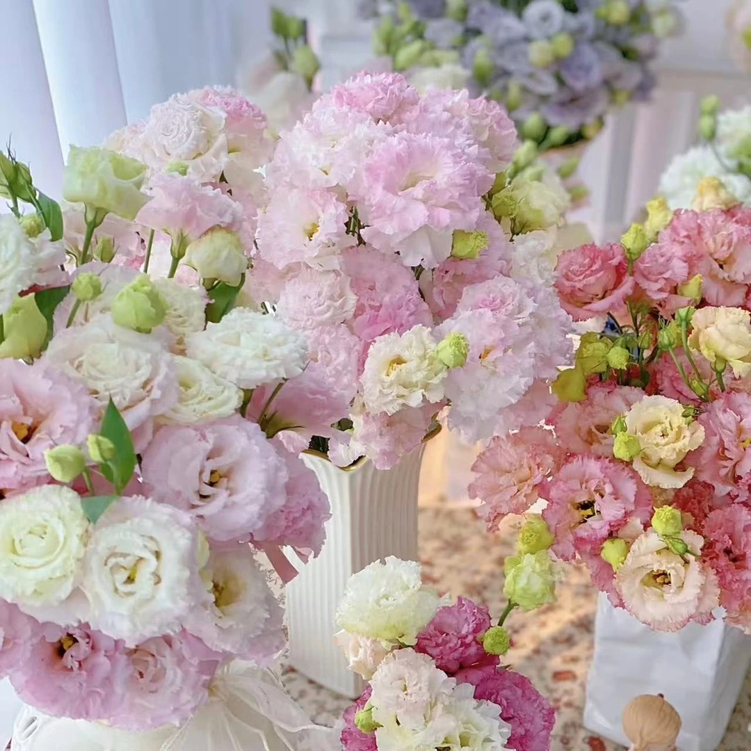 【思芹花卉| 洋桔梗】无刺玫瑰洋桔梗花期长，顺丰包邮