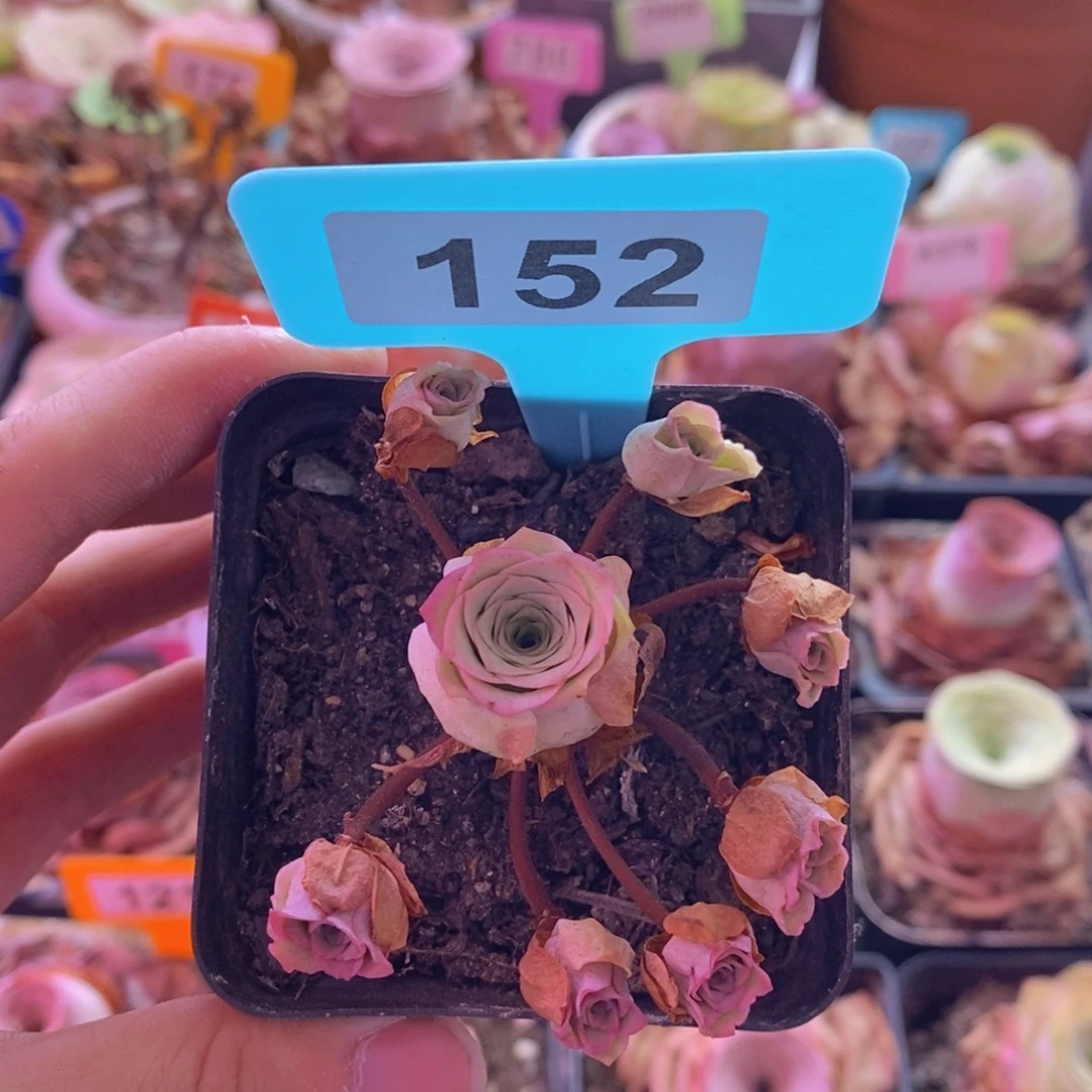 山地玫瑰一物一拍152