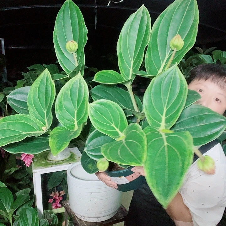 蕊***蕊无花朵宝莲灯开花开花