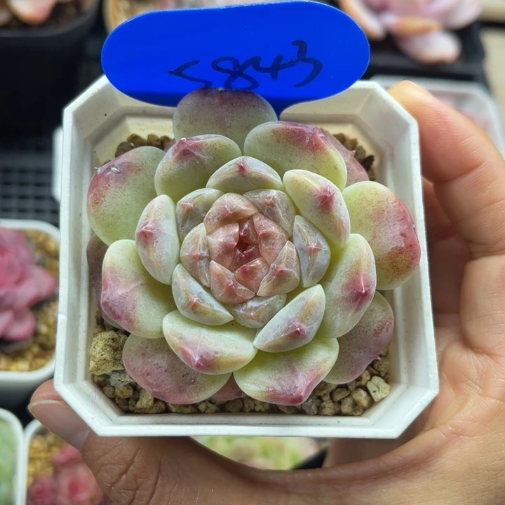 巧克力冰魄单头5843