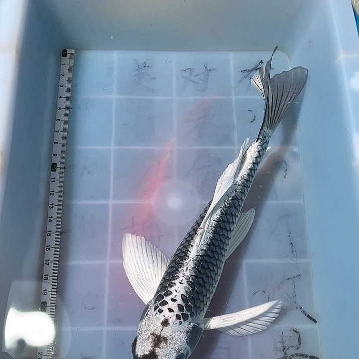 蝴蝶鲤鱼渔场直发108