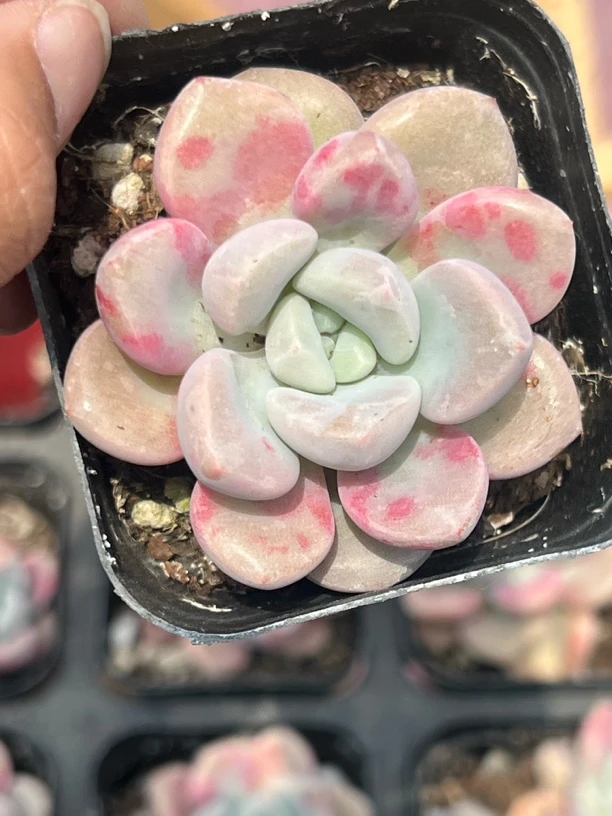 精品花斑鹿多肉植物苯甲吡唑酯