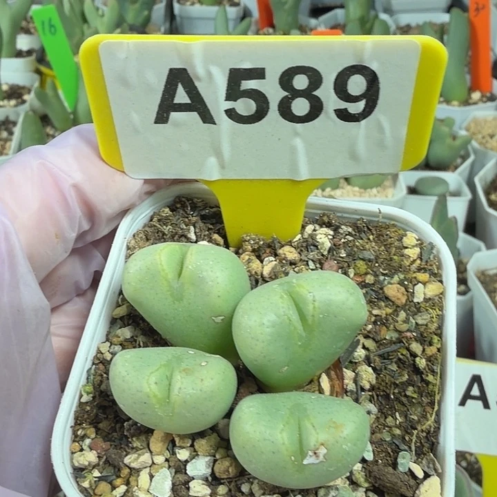 589mmmmmmnnnnnnnnnnnnnnnn