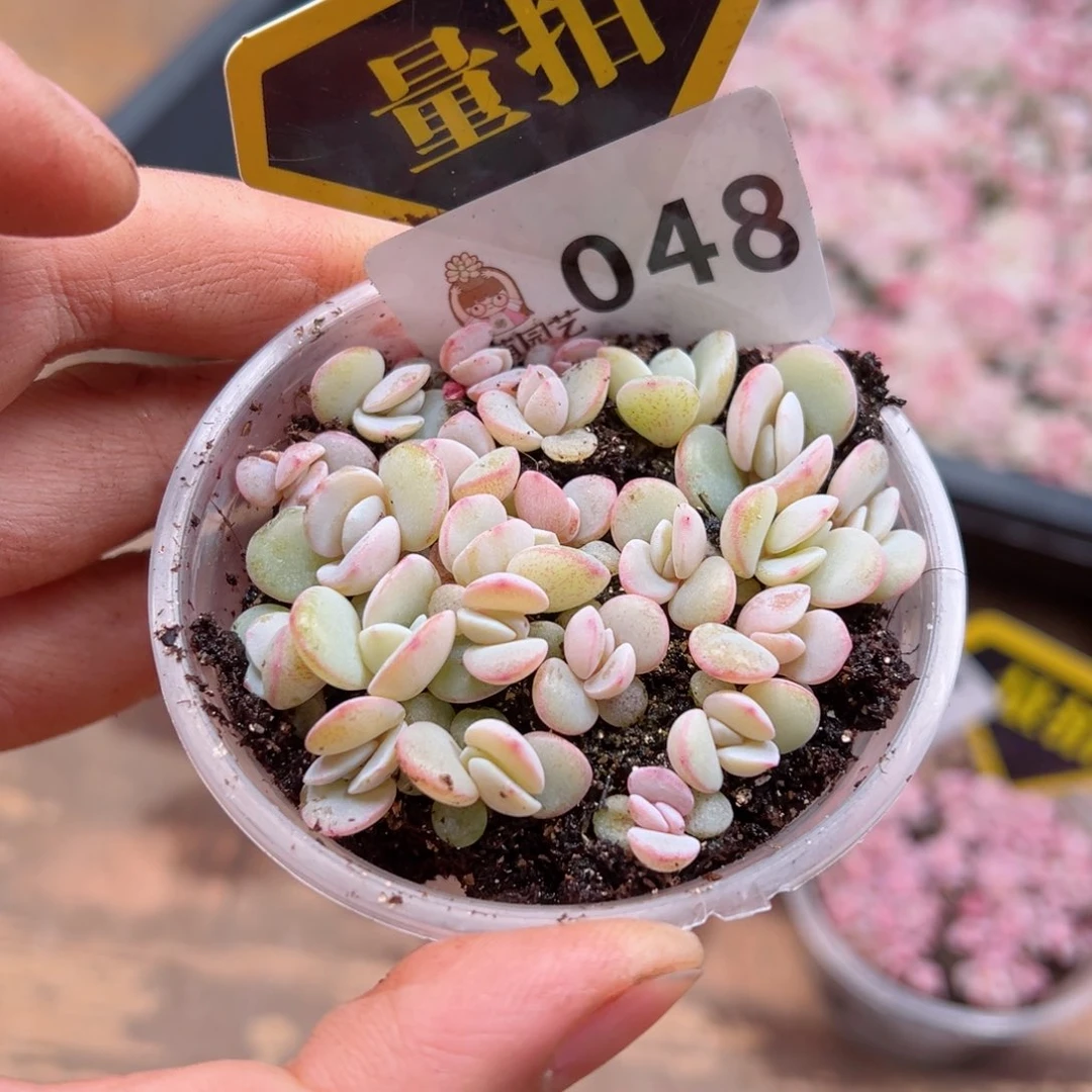 多肉植物多肉植物