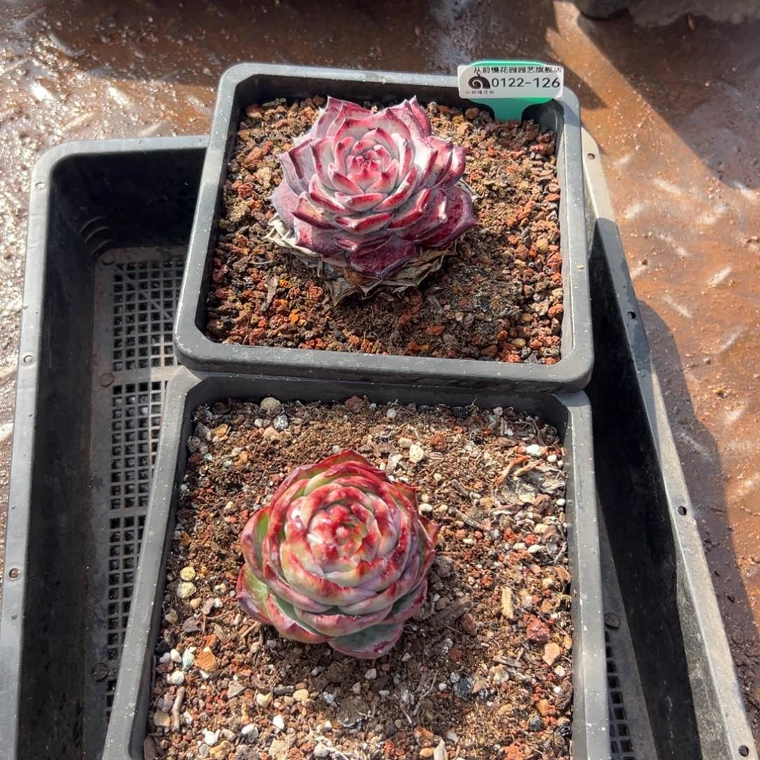 多***多多肉精选编号0122.126