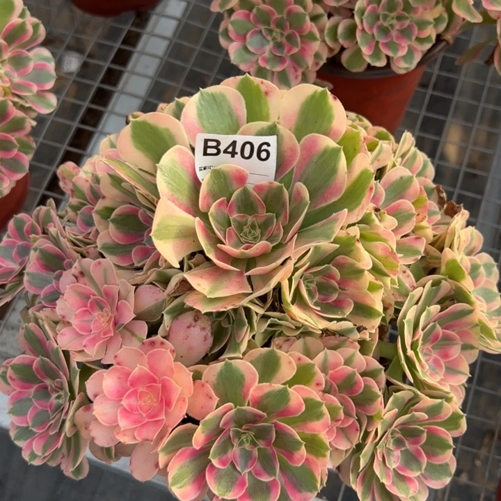 406布加迪25厘米左右