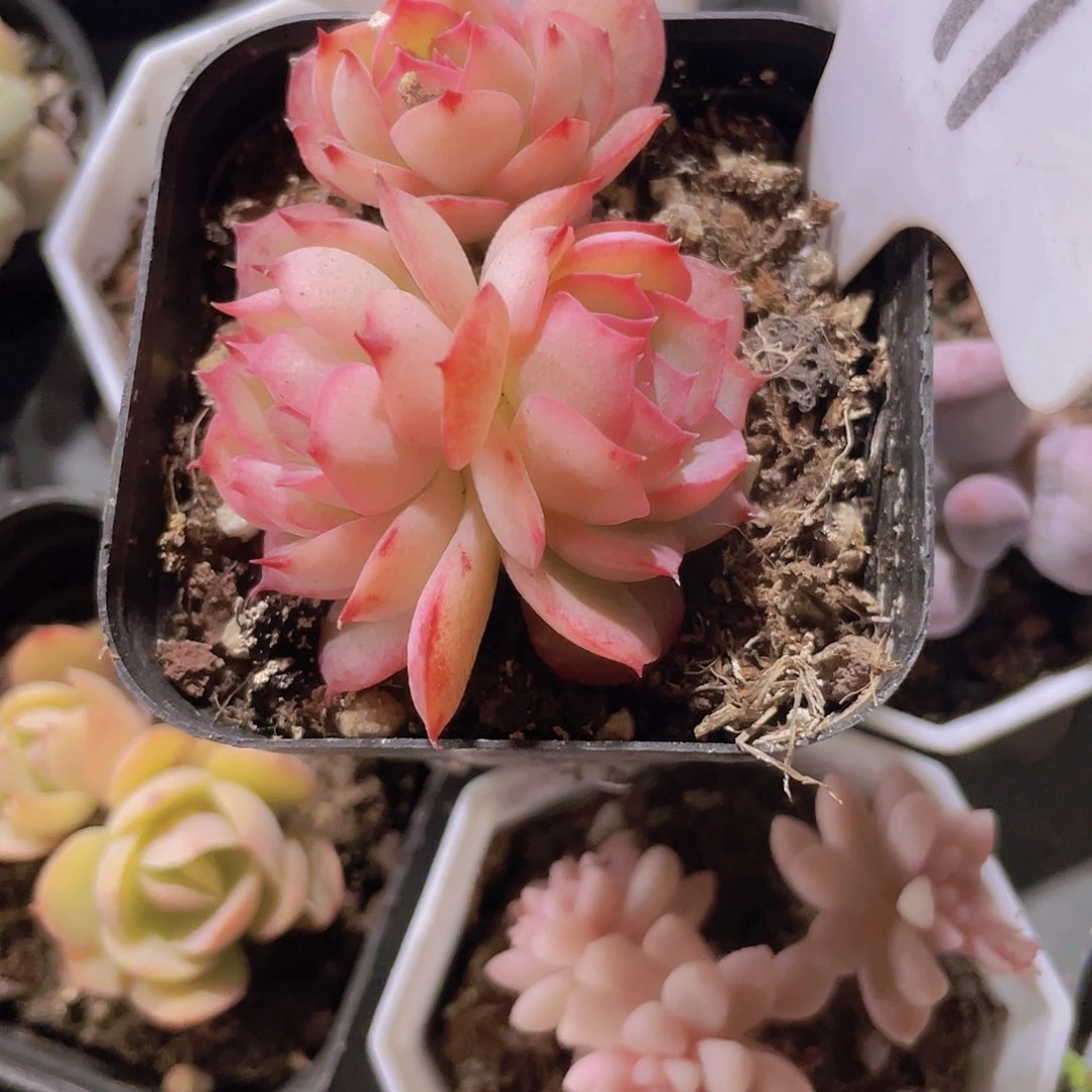 是****！侧影a071一物一拍