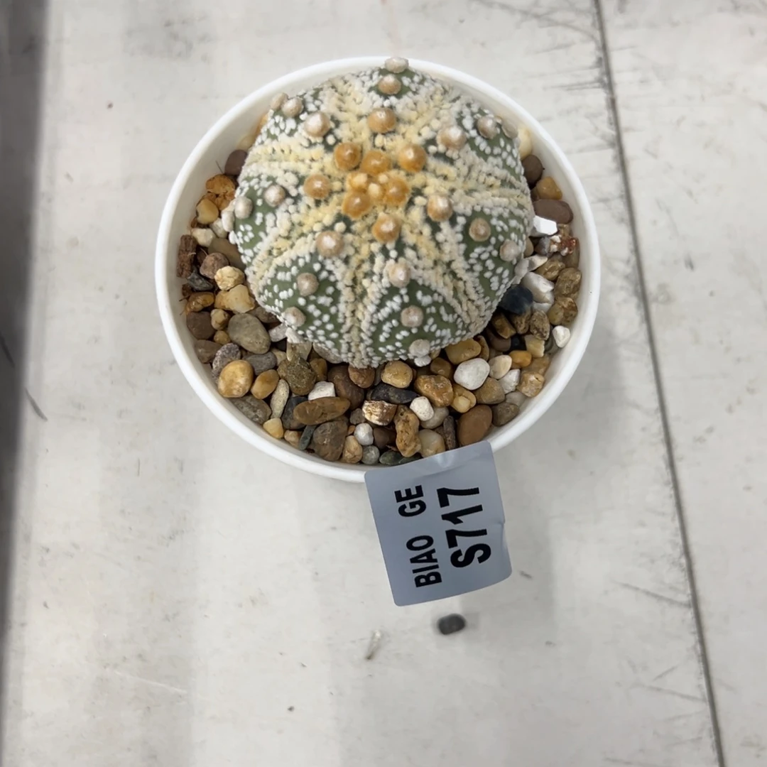 *****S717号兜10.28仙人球