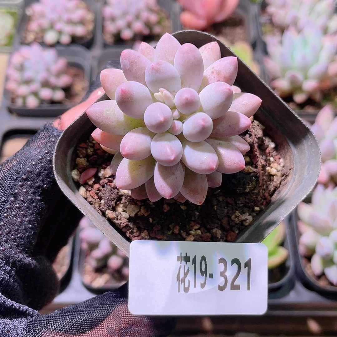 花利美19-321婴儿手指