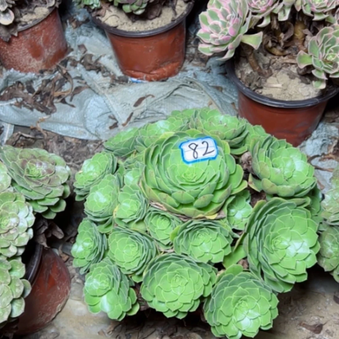 【闪购商品】圣罗兰82