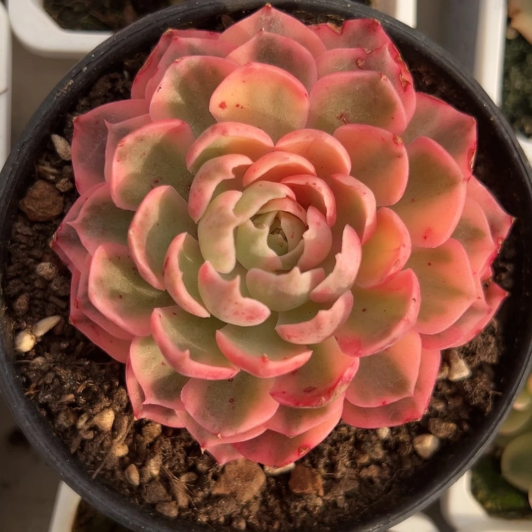 沙漠玫瑰锦多肉植物