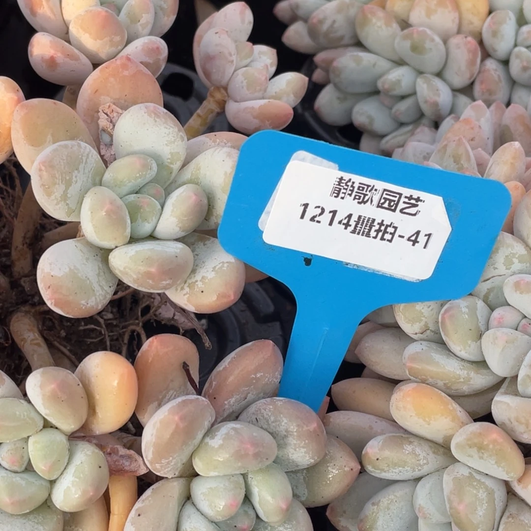 1214-41-香水群生福利捡漏一颗尾货