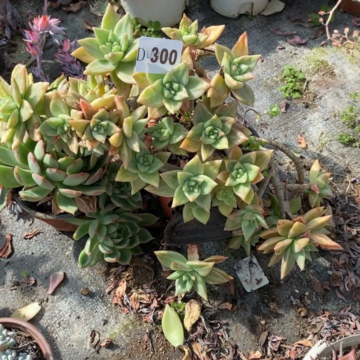 送***星300黄金表里娜多肉植物