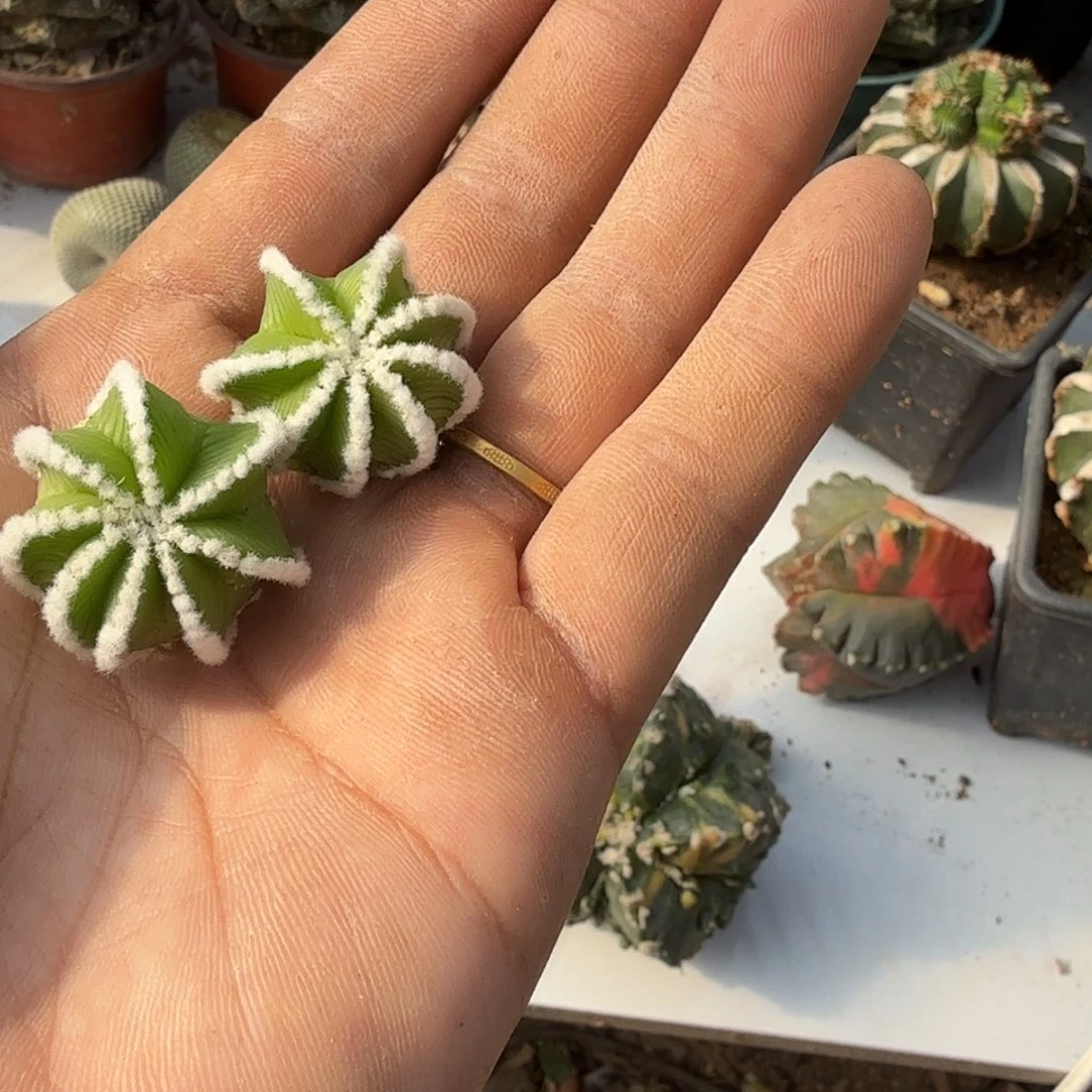 牛***宝辛顿华龙两个无根