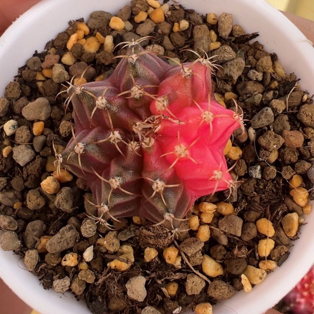 402 好看的米哈冲冲冲