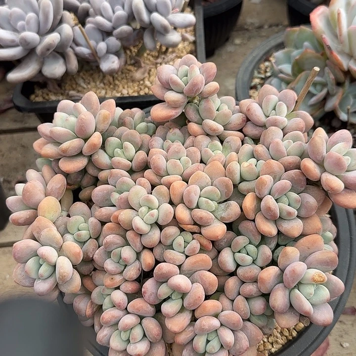红洛神多肉植物的生长