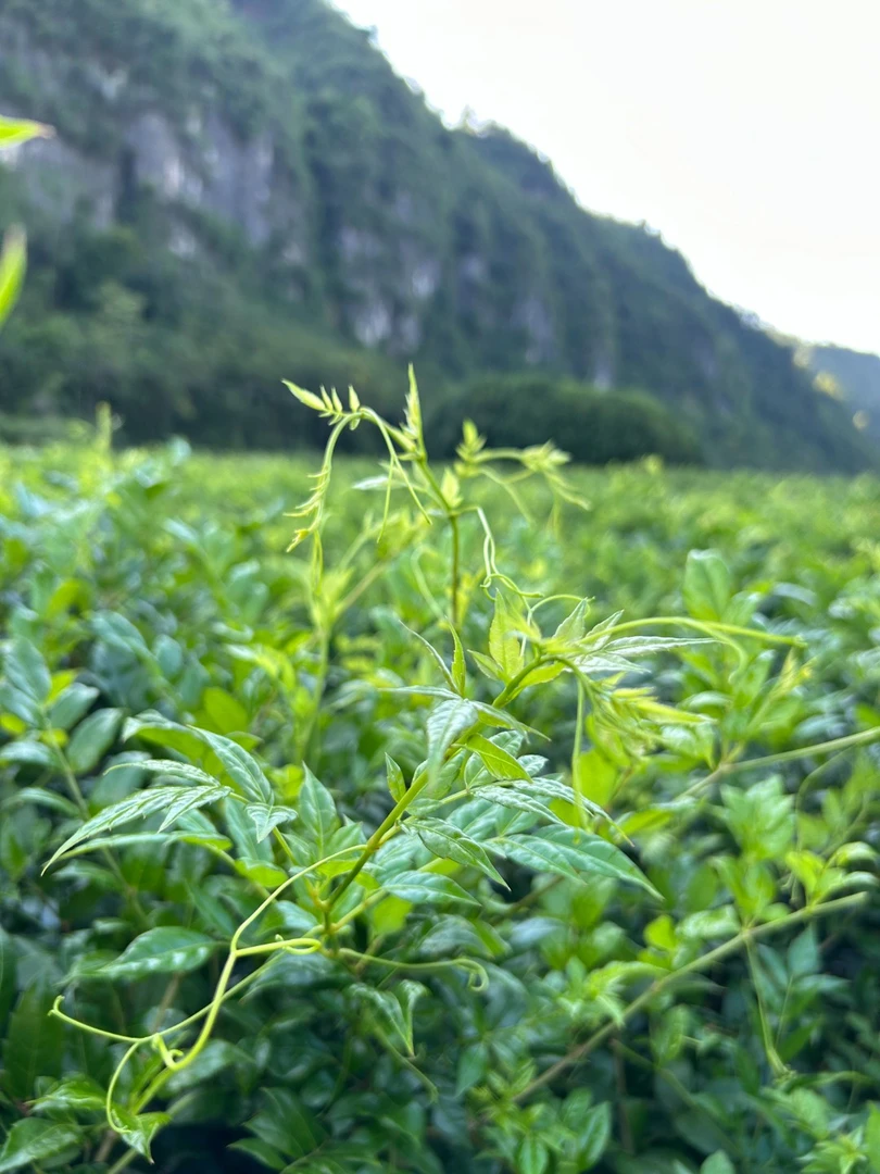 2025新茶正宗恩施来凤藤茶龙须藤茶富硒藤茶