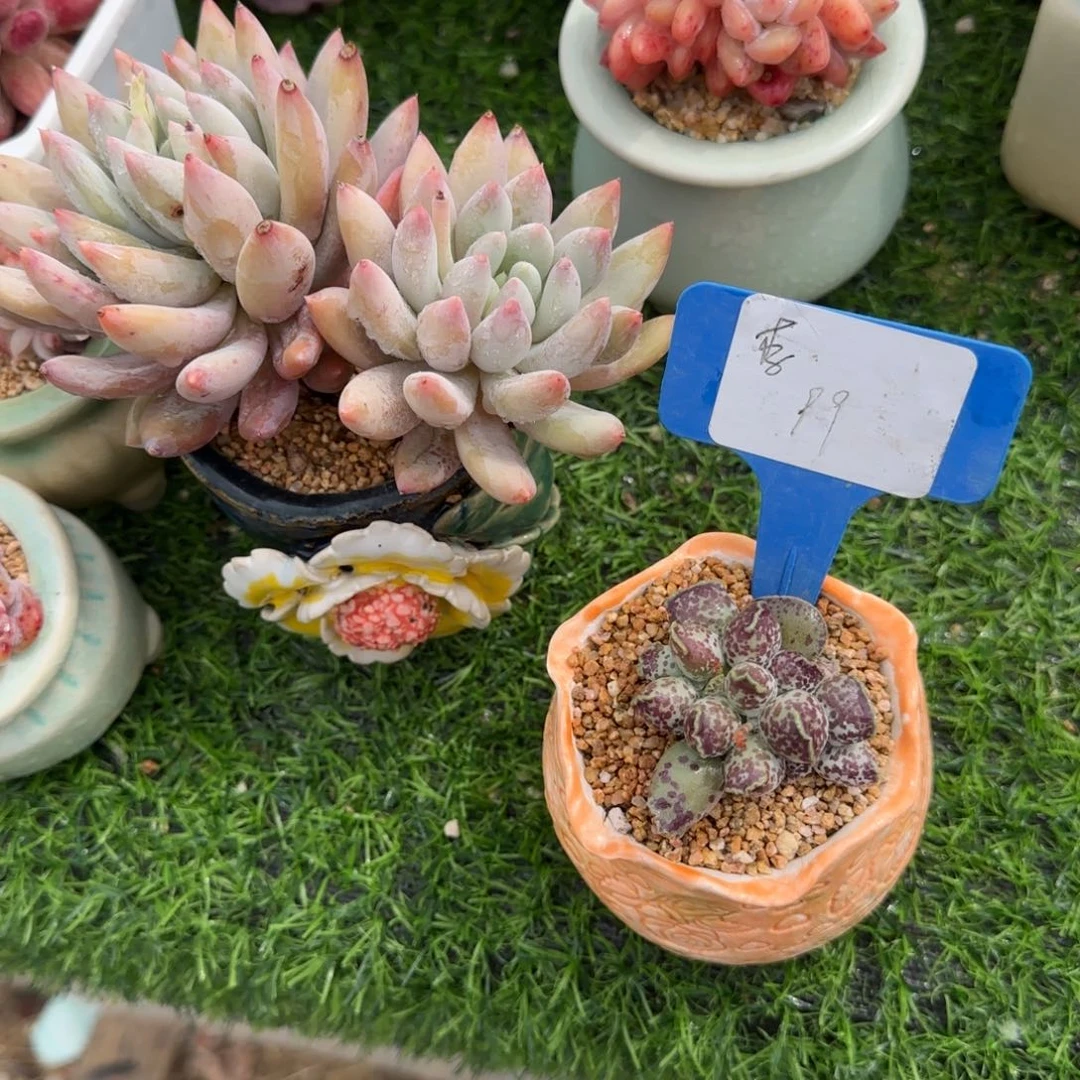 一***·多肉植物1111111111