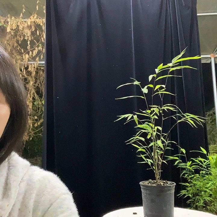 完全开放内门竹内门竹内门竹