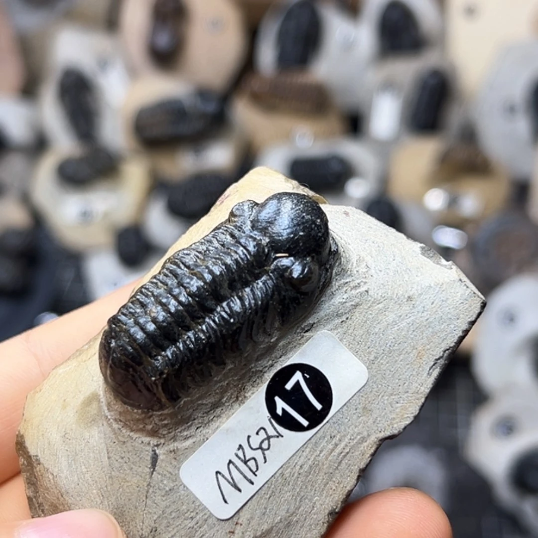 古生物镜眼三叶虫