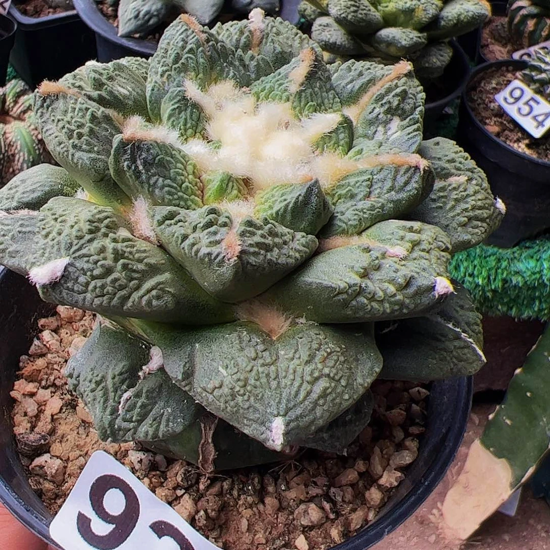 无花朵龟甲黑牡丹928