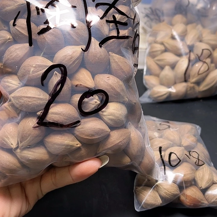 怪***鱼手串/手链橄榄核111
