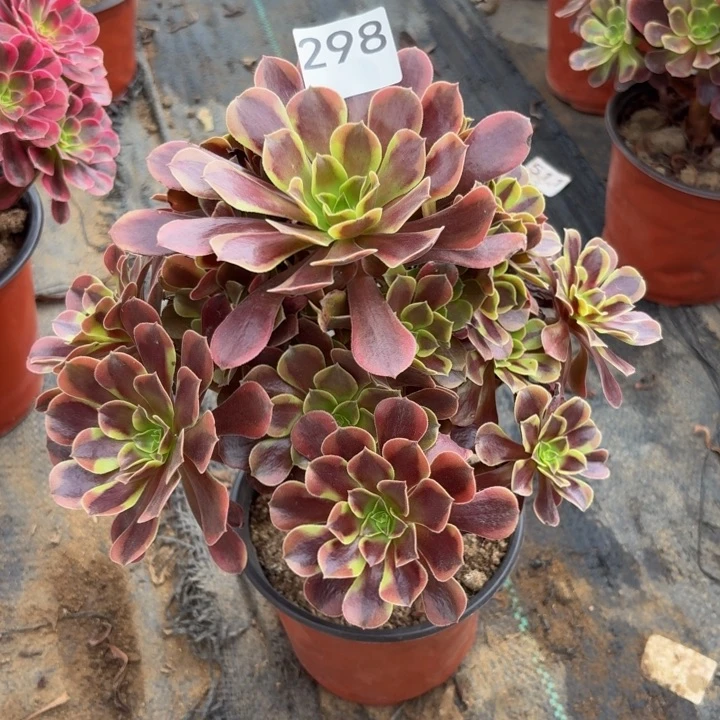 欧佳丽多肉植物不包损298