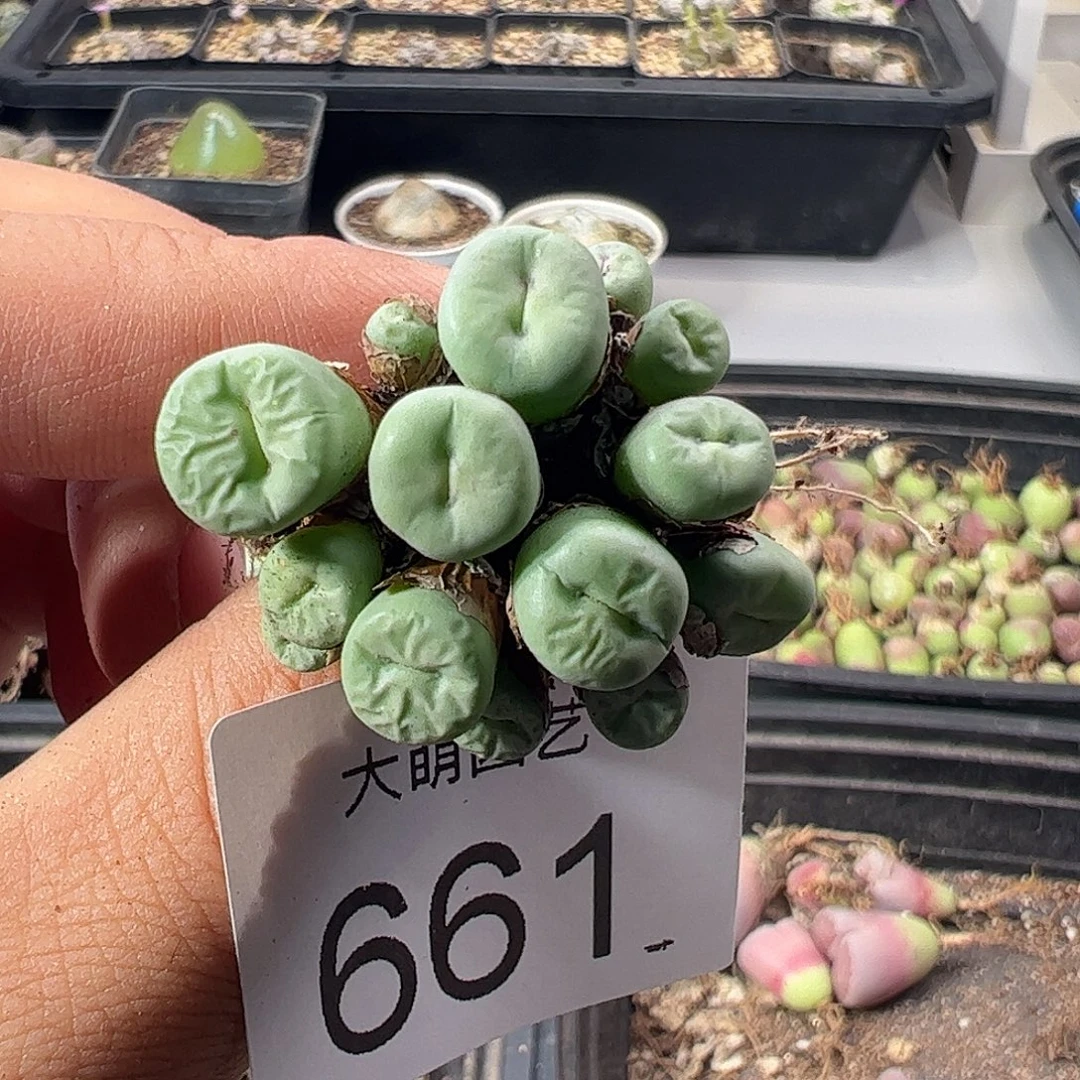 一物一拍。               661