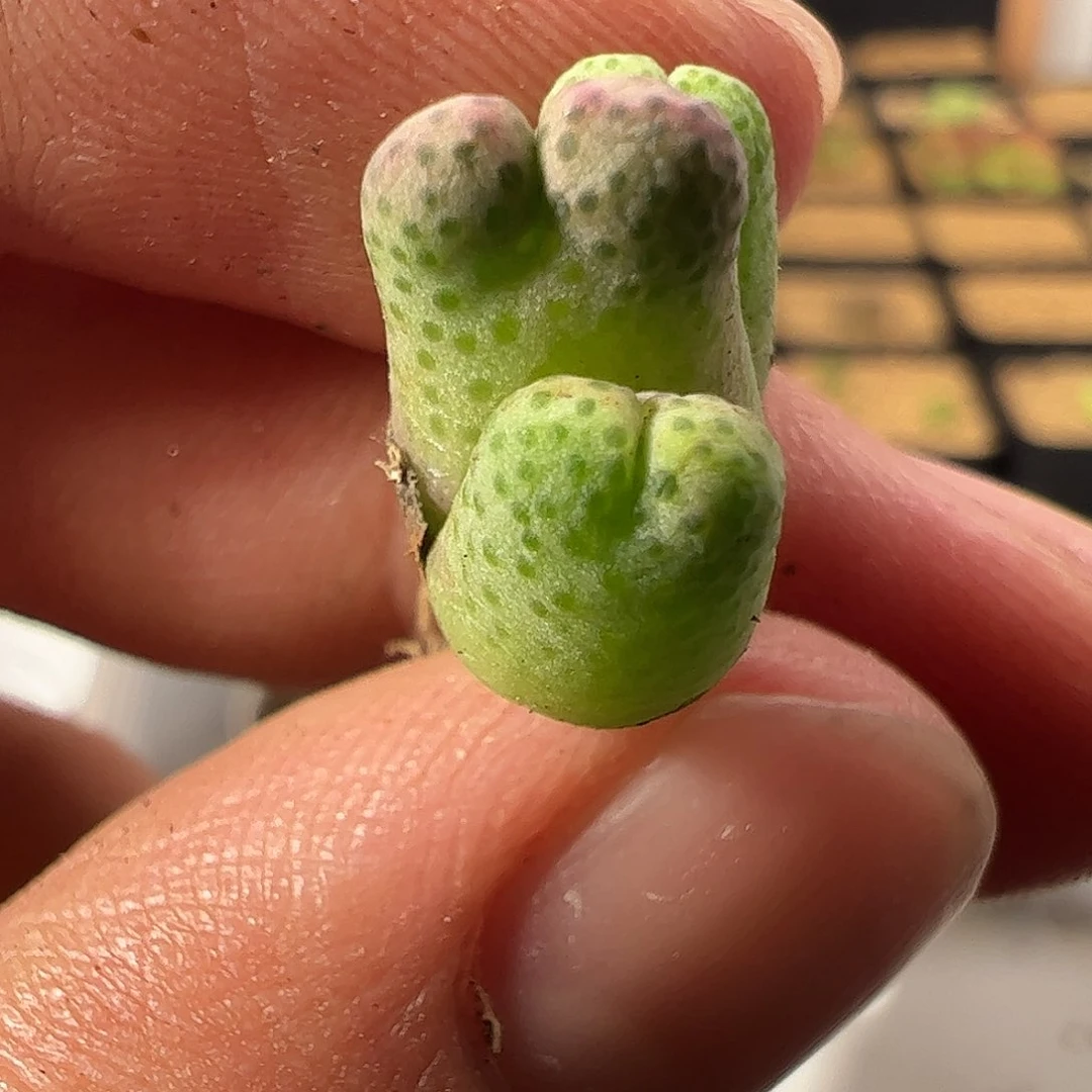 一物一拍。 321。MG1425.962红头斑马