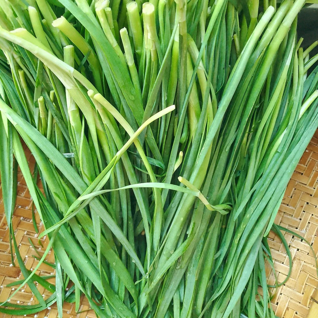 外婆农家自种韭菜