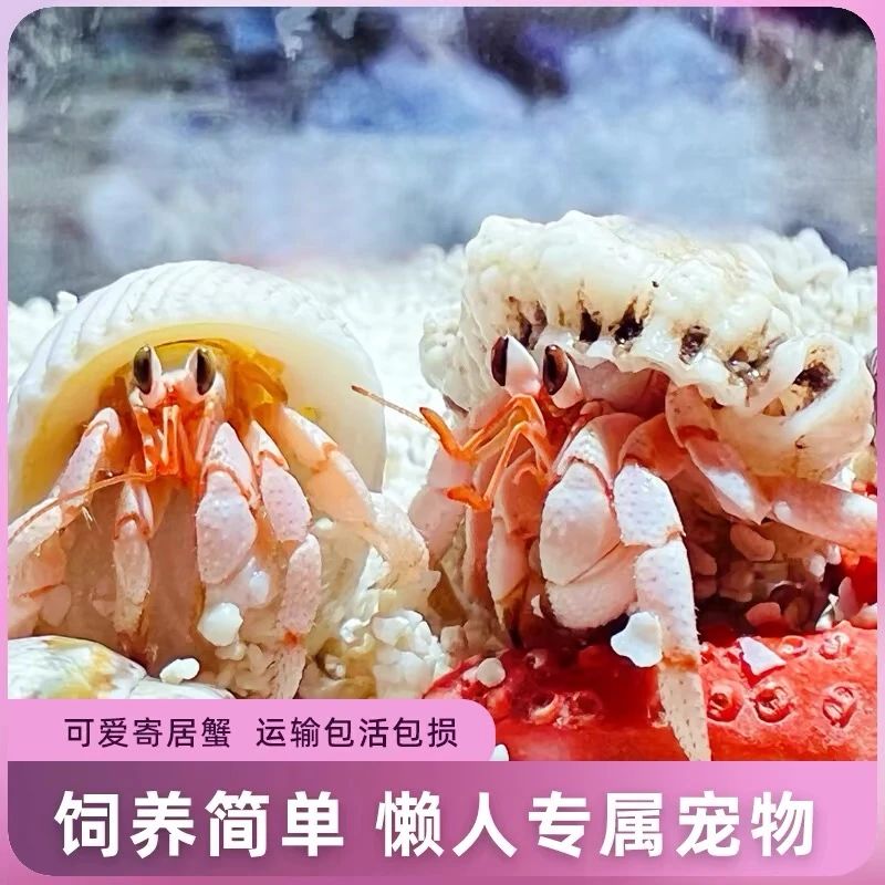 寄居蟹懒人迷你宠物新手好养养活桌面萌宠观赏蟹网红潮人草莓送礼