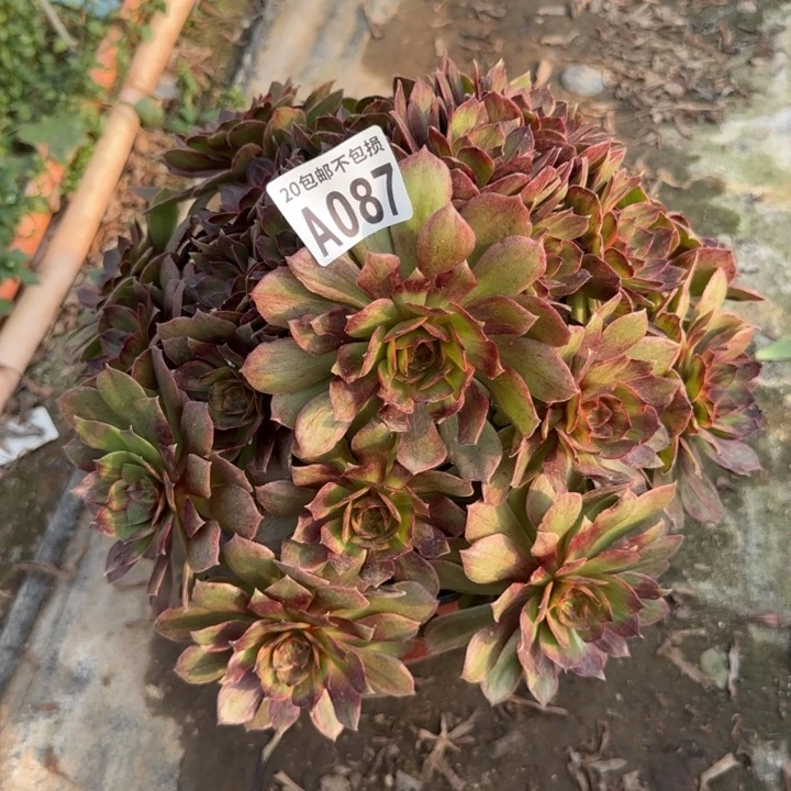 红丝绒……多肉植物……